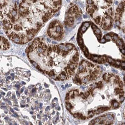Immunohistochemistry-Paraffin: SUCLA2 Antibody [NBP1-85860]