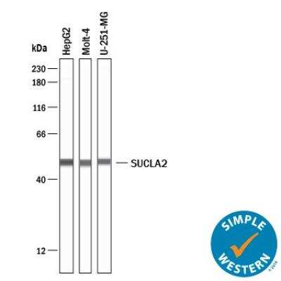 Simple Western: SUCLA2 Antibody [NBP1-85860]
