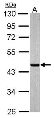 Western Blot: SUCLA2 Antibody [NBP1-33015]