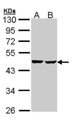 Western Blot: SUCLA2 Antibody [NBP1-33015]