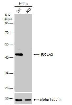 Western Blot: SUCLA2 Antibody [NBP1-33015]