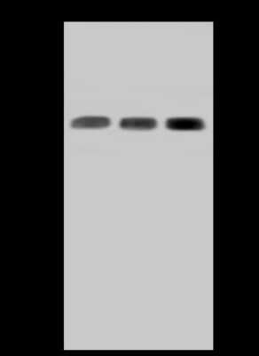 Western Blot: SUCLA2 Antibody [NBP2-97755]