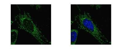 Immunocytochemistry/ Immunofluorescence: SUCLG1 Antibody [NBP1-32728]