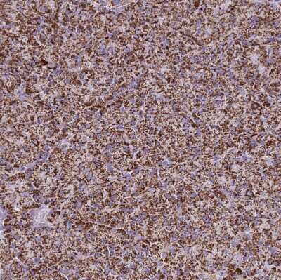 Immunohistochemistry-Paraffin: SUCLG2 Antibody [NBP2-47610]