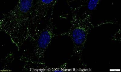 Immunocytochemistry/ Immunofluorescence: SUCNR1/GPR91 Antibody - BSA Free [NBP1-00861]