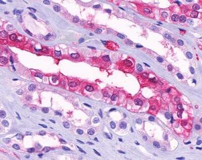 Immunohistochemistry-Paraffin: SUCNR1/GPR91 Antibody - BSA Free [NLS3315]