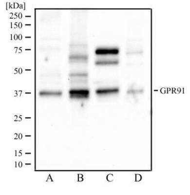 Western Blot: SUCNR1/GPR91 AntibodyBSA Free [NBP1-00861]