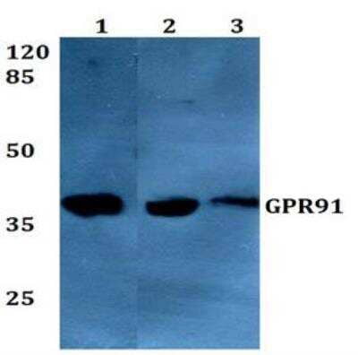 Western Blot: SUCNR1/GPR91 AntibodyBSA Free [NBP1-00861]