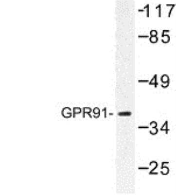 Western Blot: SUCNR1/GPR91 AntibodyBSA Free [NBP1-00861]