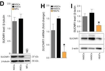 Western Blot: SUCNR1/GPR91 AntibodyBSA Free [NBP1-00861]