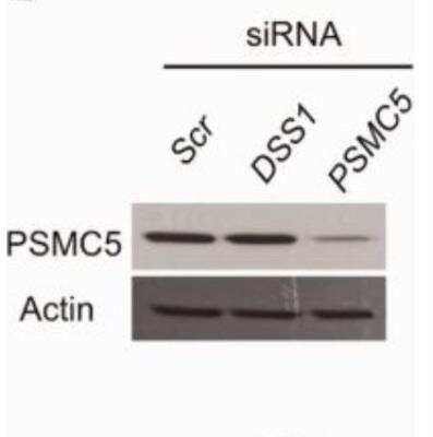 Knockdown Validated: SUG1 Antibody (25D5) [NB100-345]