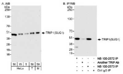 Western Blot: SUG1 Antibody [NB100-2572]