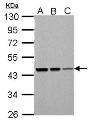 Western Blot: SUG1 Antibody [NBP1-33309]