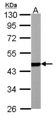 Western Blot: SUG1 Antibody [NBP1-33309]