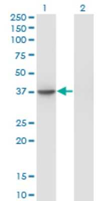 Western Blot: SUGT1 Antibody (1A10) [H00010910-M04]