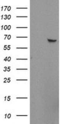 Western Blot: SUHW1 Antibody (OTI2H3)Azide and BSA Free [NBP2-74409]