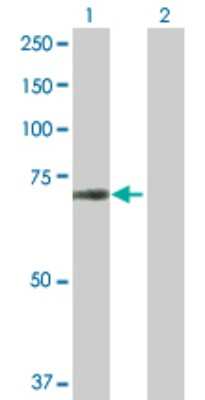 Western Blot: SUHW1 Antibody [H00129025-B01P]