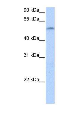 Western Blot: SUHW1 Antibody [NBP1-79409]