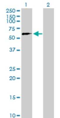 Western Blot: SUHW2 Antibody [H00140883-B01P]