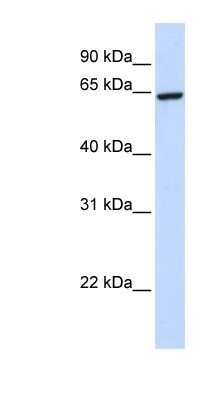 Western Blot: SUHW2 Antibody [NBP1-80390]