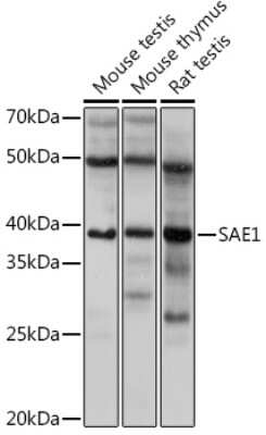 Western Blot: SUMO Activating Enzyme E1 (SAE1) Antibody (0L2N2) [NBP3-15317]
