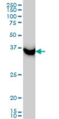 Western Blot: SUMO Activating Enzyme E1 (SAE1) Antibody (1G4-1G5) [H00010055-M01]