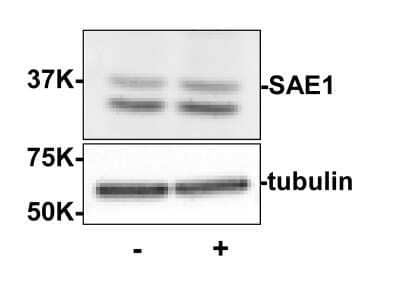 Western Blot: SUMO Activating Enzyme E1 (SAE1) Antibody [NBP2-44220]