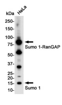 Western Blot: SUMO1 Antibody (S04-9G9) [NBP3-19782]