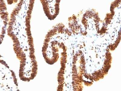 Immunohistochemistry-Paraffin: SUMO1 Antibody (SPM571) - IHC-Prediluted [NBP2-45338]