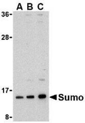 Western Blot: SUMO1 AntibodyBSA Free [NBP1-76737]