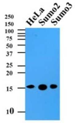 Western Blot: SUMO2/3 Antibody (10F1)BSA Free [NBP2-22546]