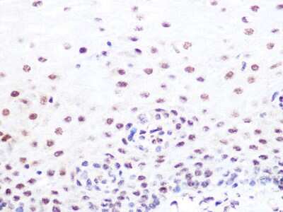 Immunohistochemistry-Paraffin: SUMO2/3 Antibody (6R8G7) [NBP3-16540]