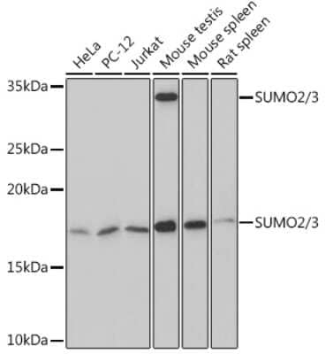 Western Blot: SUMO2/3 Antibody (6R8G7) [NBP3-16540]