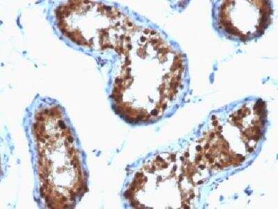 Immunohistochemistry-Paraffin: SUMO2/3 Antibody (SPM572) - Azide and BSA Free [NBP2-34431]