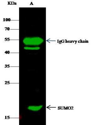 Immunoprecipitation: SUMO2 Antibody [NBP2-98860]