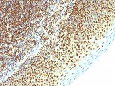 Immunohistochemistry-Paraffin: SUMO2 Antibody (SPM621) - Azide and BSA Free [NBP2-47711]