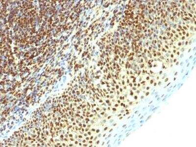 Immunohistochemistry-Paraffin: SUMO2 Antibody (SPM621) - IHC-Prediluted [NBP2-48455]