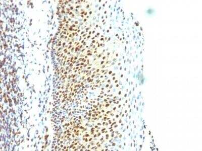 Immunohistochemistry-Paraffin: SUMO2 Antibody (SUMO2/1199) - Azide and BSA Free [NBP2-47710]