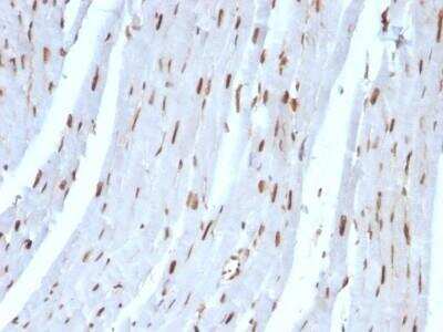 Immunohistochemistry-Paraffin: SUMO2 Antibody (SUMO2/1199) - Azide and BSA Free [NBP2-47710]