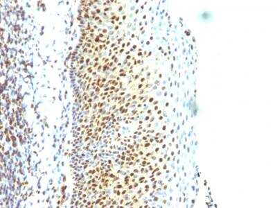 Immunohistochemistry-Paraffin: SUMO2 Antibody (SUMO2/1199) - IHC-Prediluted [NBP2-48454]