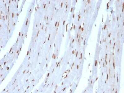 Immunohistochemistry-Paraffin: SUMO2 Antibody (SUMO2/1199) [NBP2-44477]