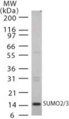 Western Blot: SUMO2 Antibody [NB100-56444]