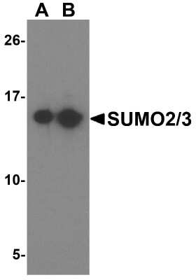 Western Blot: SUMO2 AntibodyBSA Free [NBP1-77163]