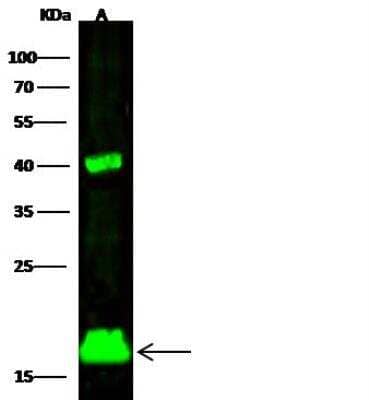 Western Blot: SUMO2 Antibody [NBP2-98860]