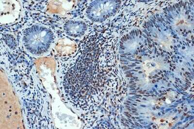 Immunohistochemistry-Paraffin: SUMO4 Antibody (7X3V7) [NBP3-16732]