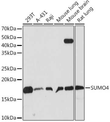 Western Blot: SUMO4 Antibody (7X3V7) [NBP3-16732]