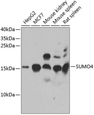 Western Blot: SUMO4 AntibodyBSA Free [NBP2-93213]