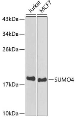 Western Blot: SUMO4 AntibodyBSA Free [NBP2-95198]