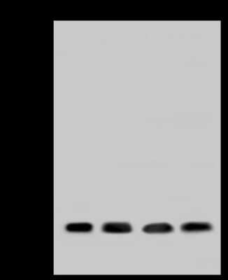 Western Blot: SUMO4 Antibody [NBP2-97570]