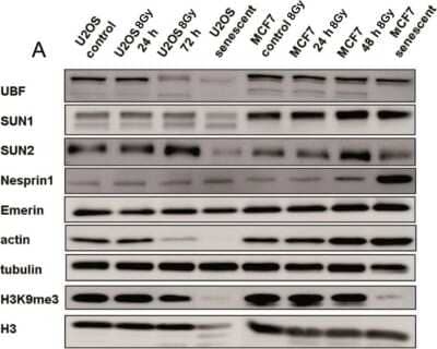 Western Blot: SUN1 Antibody [NBP1-87396]